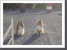 Shelties unter sich
