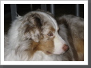 Teddy aus dem Schwabenl&auml;ndle