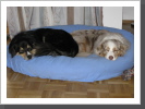 Teddy und Islay aus dem Schwabenl&auml;ndle
