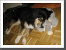 Islay mit Elefant